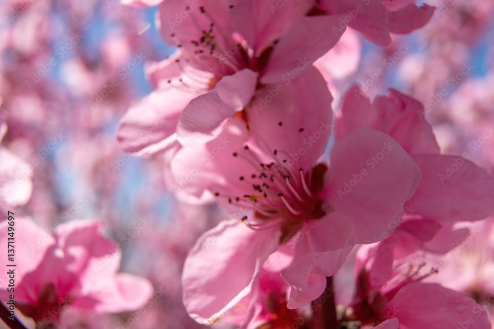 Obraz premium close up pink peach flower against a blue sky. The flower is the main focus of the image, and it is in full bloom.