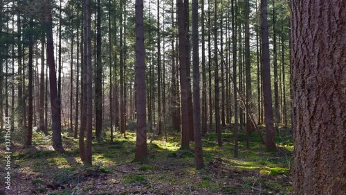 Sunlight filters through tall pine trees in a tranquil forest during early spring. Slider right to left.