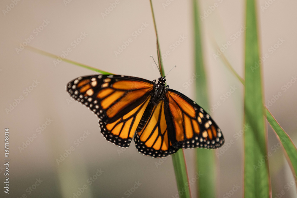 migratory monarch (German: Monarchfalter), Danaus plexippus, is a butterfly known for migrating up to thousands of kilometers migratory monarch (German: Monarchfalter), Danaus plexippus, is a butterfly known for migrating up to thousands of kilometers