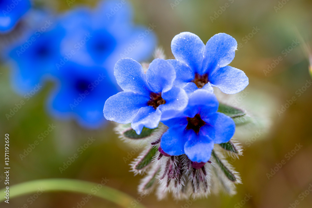 custom made wallpaper toronto digitalDyer's alkanet. Alkanna tinctoria, the dyer's alkanet or simply alkanet, is a herbaceous flowering plant in the borage family Boraginaceae. Its roots are used to produce a red dye. The plant is also 