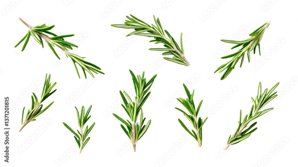 Collection of Fresh Green Rosemary Sprigs on Transparent Background, PNG Collection of Fresh Green Rosemary Sprigs on Transparent Background, PNG
