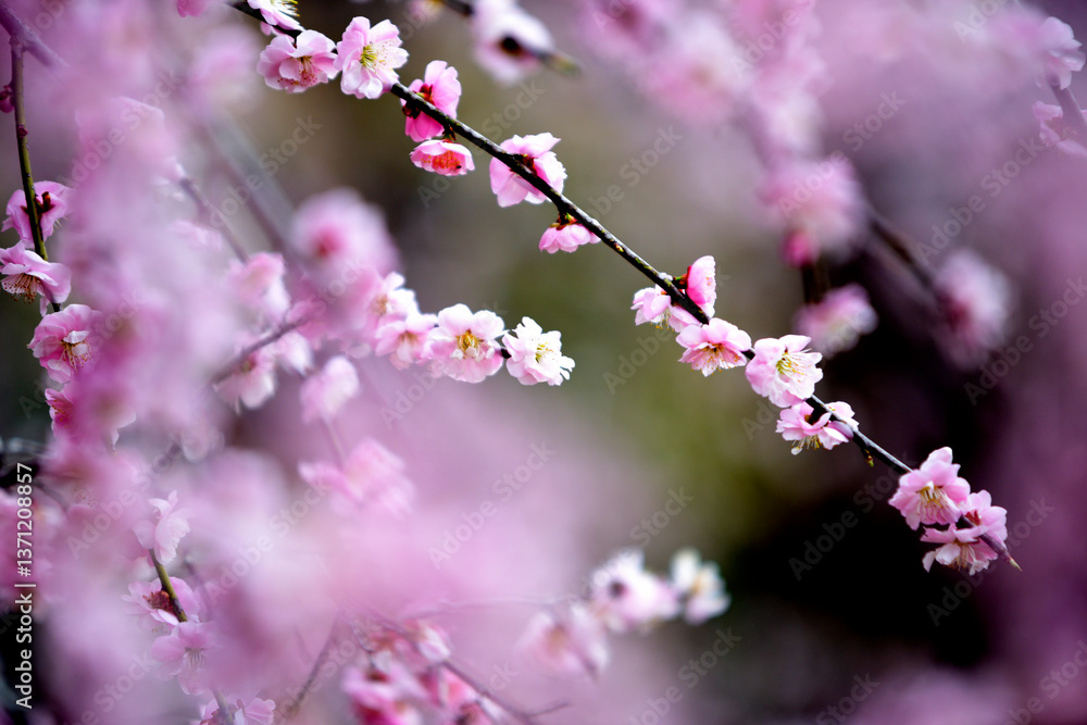 梅園の梅の花 梅園の梅の花