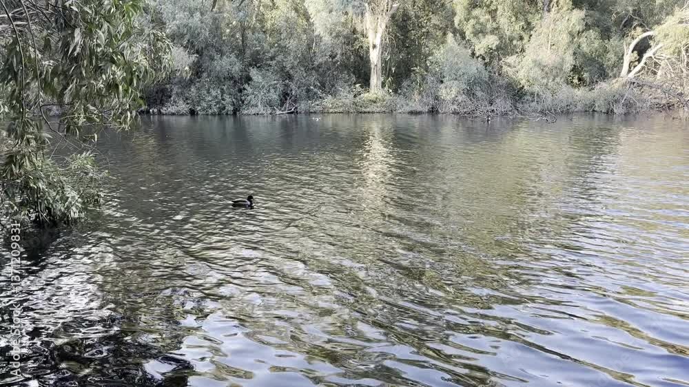 Waterfowl and farm birds in a public park, in the wild. Geese, ducks, wild waterfowl near a fresh water reservoir. Waterfowl and farm birds in a public park, in the wild. Geese, ducks, wild waterfowl near a fresh water reservoir.