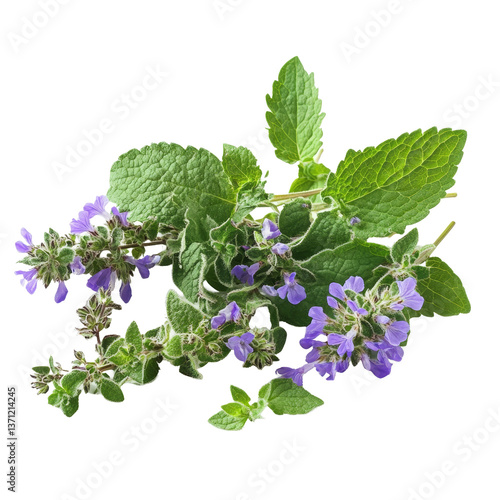 Catnip plant featuring green leaves and purple flowers displayed on a transparent background, Medicinal plants catnip on a transparent background