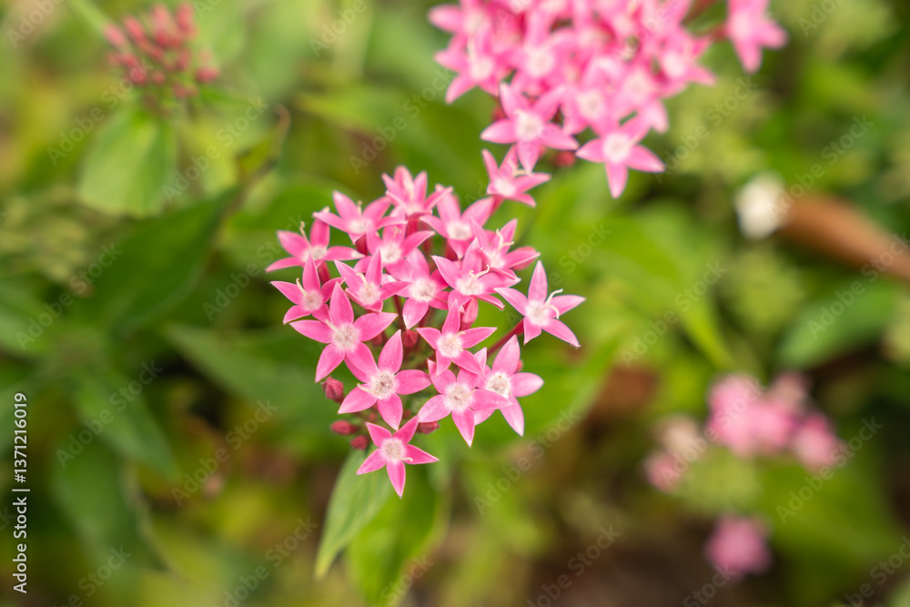 Blooming Pink Pentas Flowers in Soft Focus Garden Blooming Pink Pentas Flowers in Soft Focus Garden
