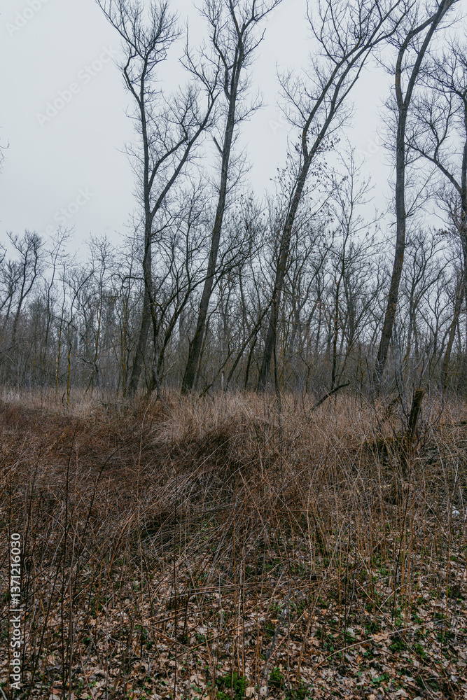 Landscape photography in the beautiful spring forest , clouds in the sky , mysterious forest, lands and trees , green grass and trees , mystery place , fallen trees and swamp in woodlands Landscape photography in the beautiful spring forest , clouds in the sky , mysterious forest, lands and trees , green grass and trees , mystery place , fallen trees and swamp in woodlands