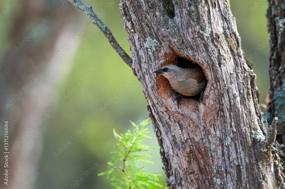 Bay winged Cowbird nesting, in Calden forest environment, La Pampa Province, Patagonia, Argentina.
