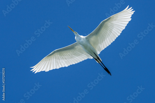 A Great Egret flies overhead with the deep blue sky in the background, Magdalena Bay, Baja California Sur, Mexico
