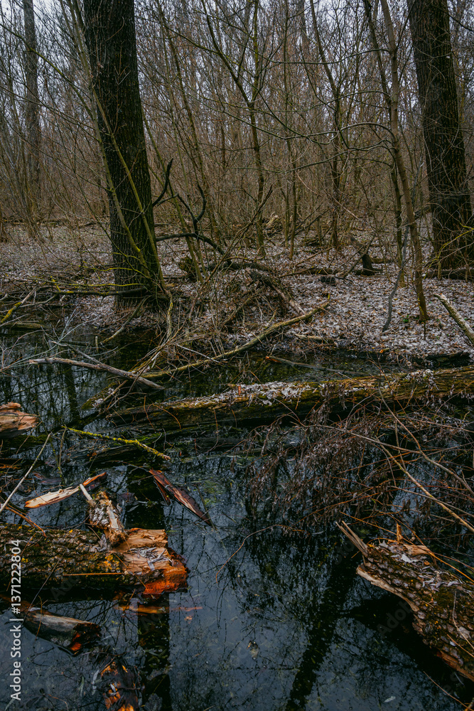Fototapeta premium Landscape photography in the beautiful spring forest , clouds in the sky , mysterious forest, lands and trees , green grass and trees , mystery place , fallen trees and swamp in woodlands