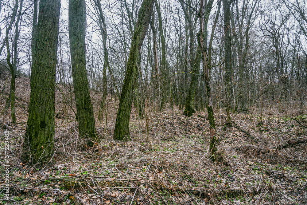 Obraz premium Landscape photography in the mysrterious forest , clouds in the sky , swamp in the forest,evening in the woodlands. Mystery place in forest ,fallen trees on the ground ,road in forest 