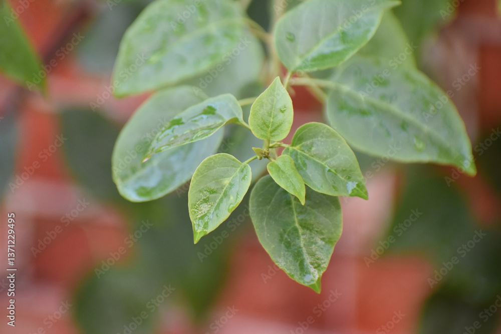 Rich green Bougainvillea buttiana leaves in a tropical garden setting, illuminated by natural sunlight. Rich green Bougainvillea buttiana leaves in a tropical garden setting, illuminated by natural sunlight.