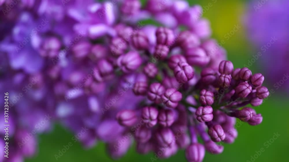 blooming lilac blooming lilac