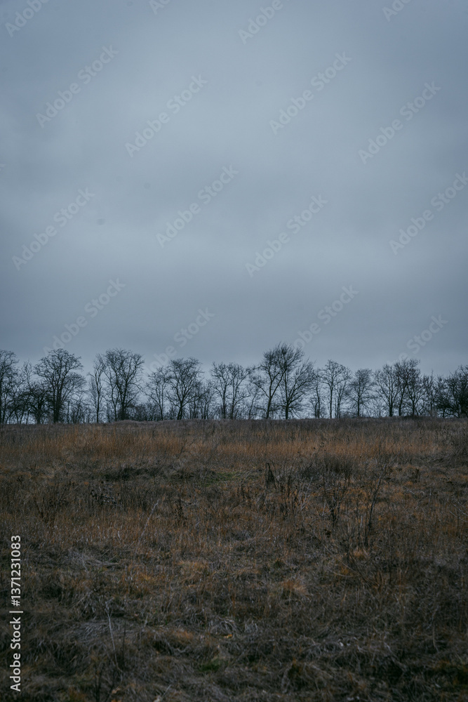 Landscape photography in the mysrterious forest , clouds in the sky , swamp in the forest,evening in the woodlands. Mystery place in forest ,fallen trees on the ground ,road in forest Landscape photography in the mysrterious forest , clouds in the sky , swamp in the forest,evening in the woodlands. Mystery place in forest ,fallen trees on the ground ,road in forest