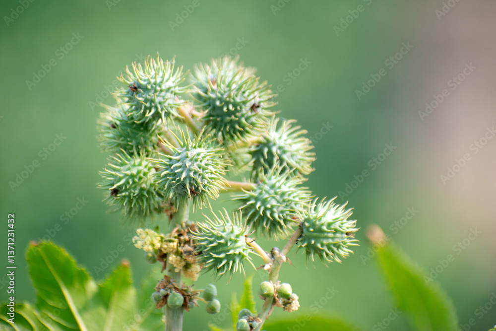 A Ricinus communis castor oil plant with spiky green seed pods standing out against a soft blurred green background. A Ricinus communis castor oil plant with spiky green seed pods standing out against a soft blurred green background.