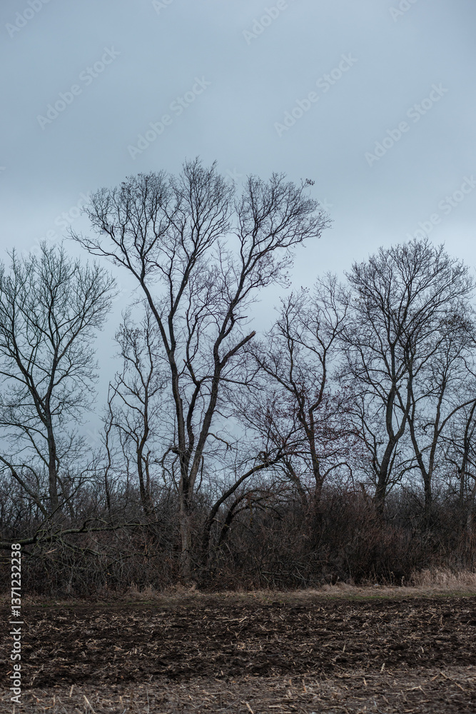 Landscape photography in the mysrterious forest , clouds in the sky , swamp in the forest,evening in the woodlands. Mystery place in forest ,fallen trees on the ground ,road in forest Landscape photography in the mysrterious forest , clouds in the sky , swamp in the forest,evening in the woodlands. Mystery place in forest ,fallen trees on the ground ,road in forest