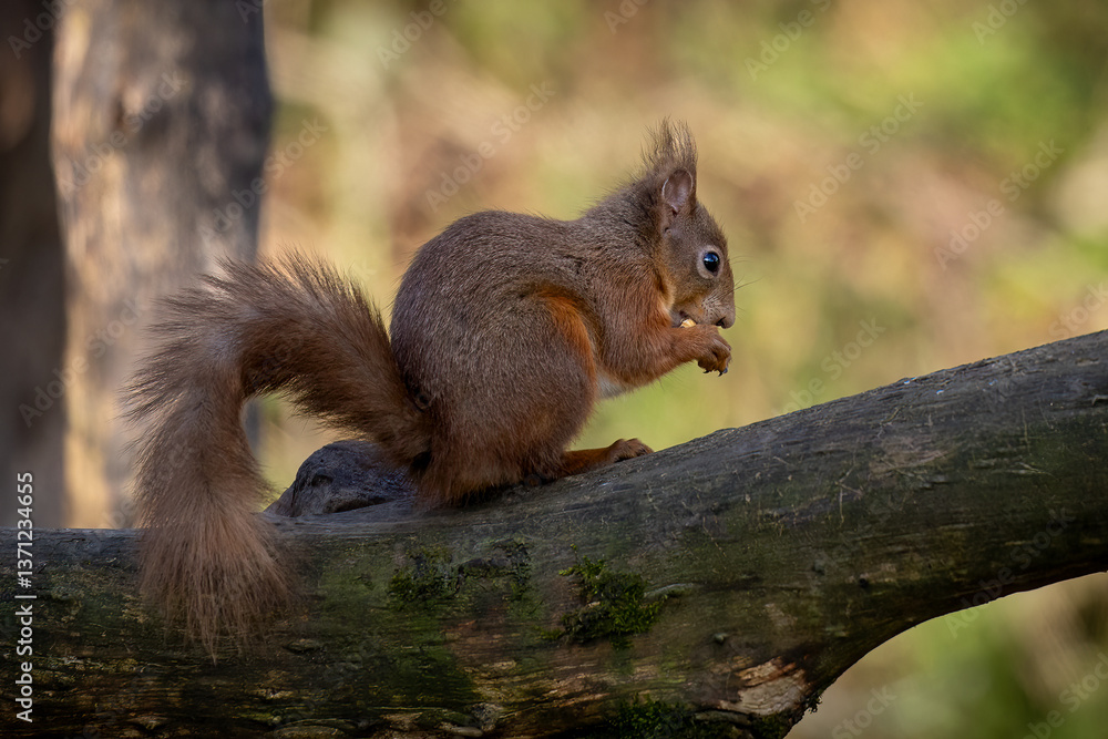 Red squirrel on a tree branch Red squirrel on a tree branch