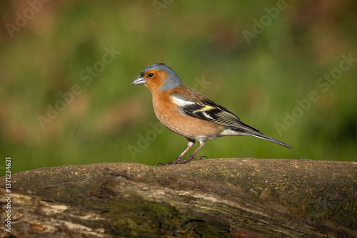 Closeup of a chaffinch, Fringilla coelebs, perched on a tree in a green forest.
