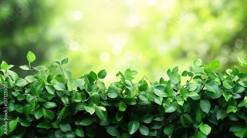 Lush green foliage with blurry background