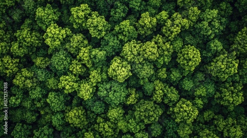 Lush green rain forest with abundant trees, nature wallpaper in high resolution