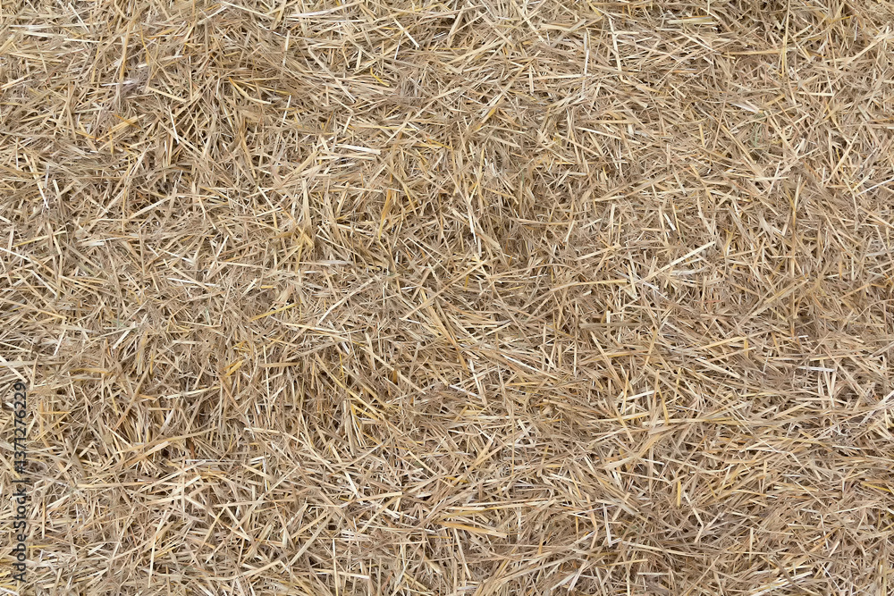 Dry yellow straw grass background Dry yellow straw grass background