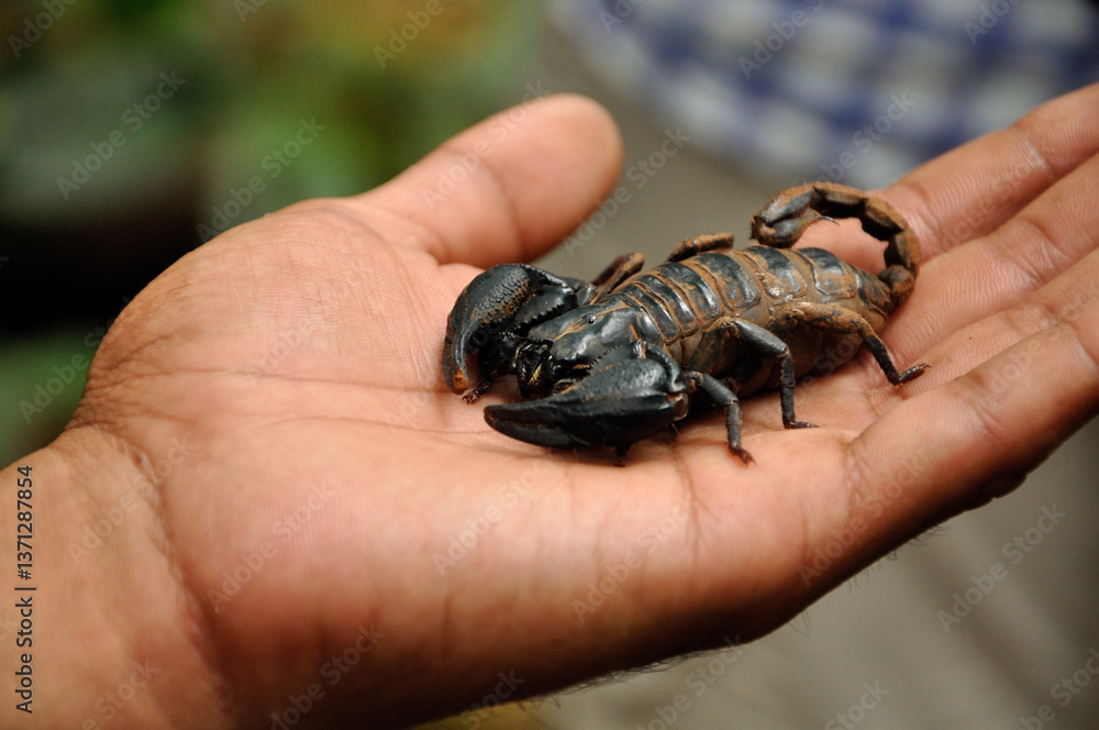 Obraz premium Scorpion