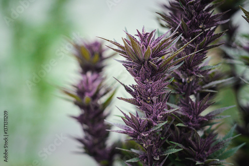 Vibrant Purple Cannabis Buds and Green Leaves Close-up