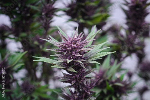 Macro Close-Up of Vibrant Purple Cannabis Buds and Leaves