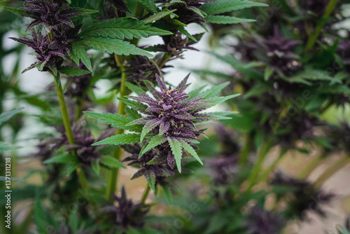 Organic Purple Cannabis Plant Growing in Natural Greenhouse