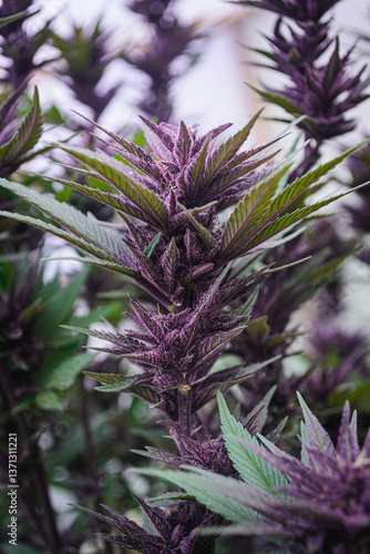 Medicinal Purple Marijuana: Premium Buds and Healthy Leaves