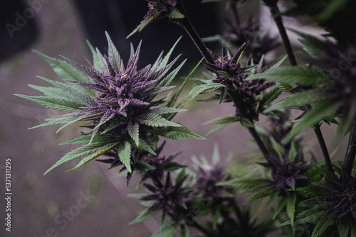 close-up of natural cannabis plant growing