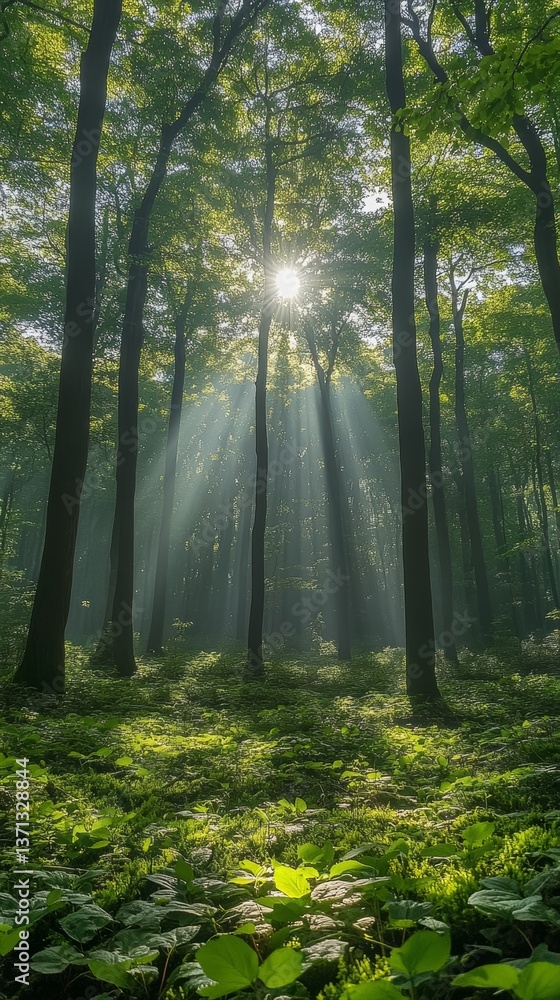Obraz premium A spring forest with young green foliage and sun rays breaking through the tree canopies