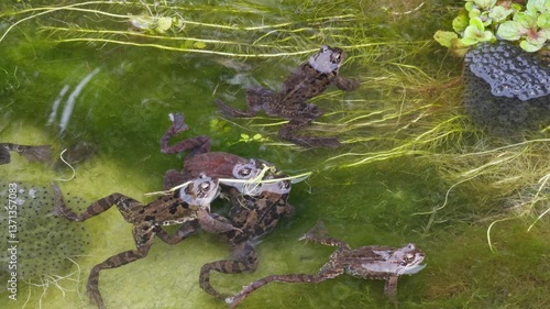 Several European common frogs (Rana temporaria) interact in a pond among fresh frogspawn. Steady shot.