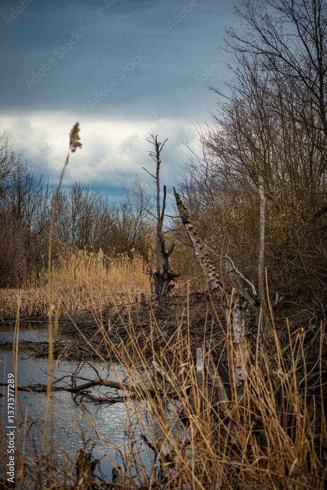 Obraz premium Landscape photography on the swamp with beautiful clouds in the sky,industry zone and swamp .Water near the forest , beautiful lands