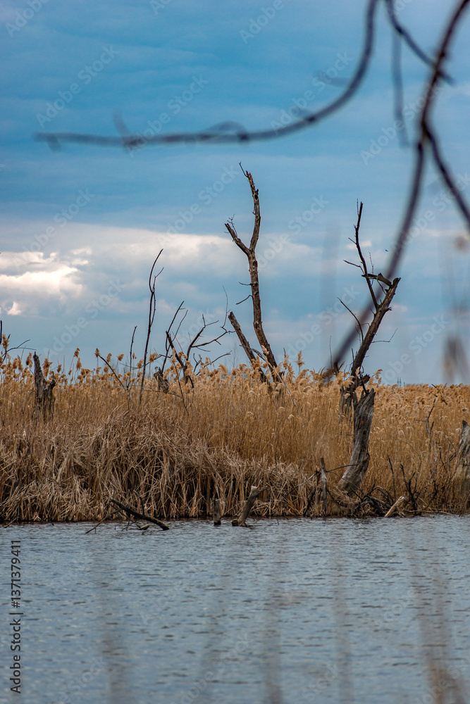 Obraz premium Landscape photography on the swamp with beautiful clouds in the sky,industry zone and swamp .Water near the forest , beautiful lands