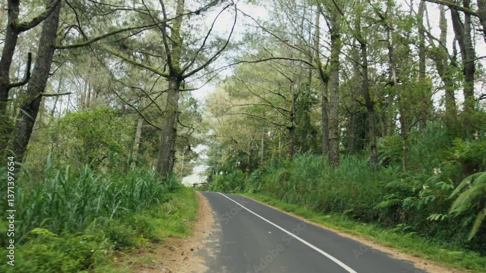 Driving through lush green forest on winding road Driving through lush green forest on winding road