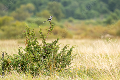 Tableau sur toile Great grey shrike (Lanius excubitor) perched on juniper branch in open meadow, l