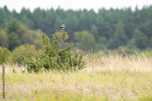 Photos Great grey shrike (Lanius excubitor) perched on juniper branch in open meadow, l