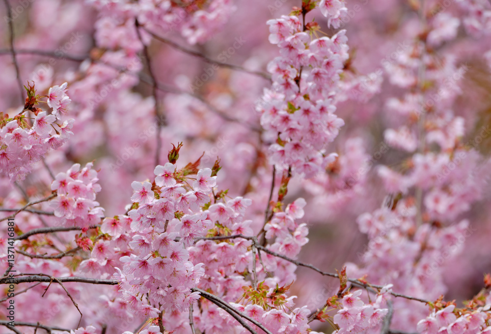 春をつげる綺麗な初御代桜 春をつげる綺麗な初御代桜