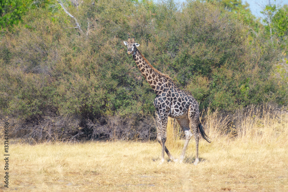 Obraz premium The giraffe is an African artiodactyl mammal, the tallest living terrestrial animal and the largest ruminant. Botswana, Moremi reserve