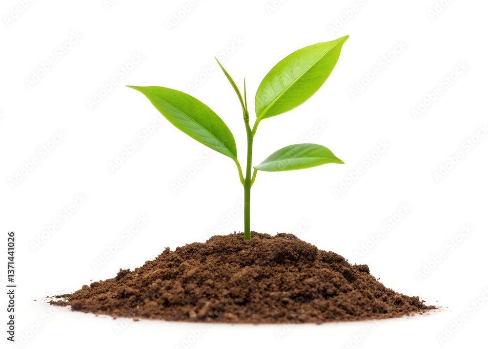 Young Green Seedling Growing from Soil – Fresh Sprout Isolated on a White Background Young Green Seedling Growing from Soil – Fresh Sprout Isolated on a White Background