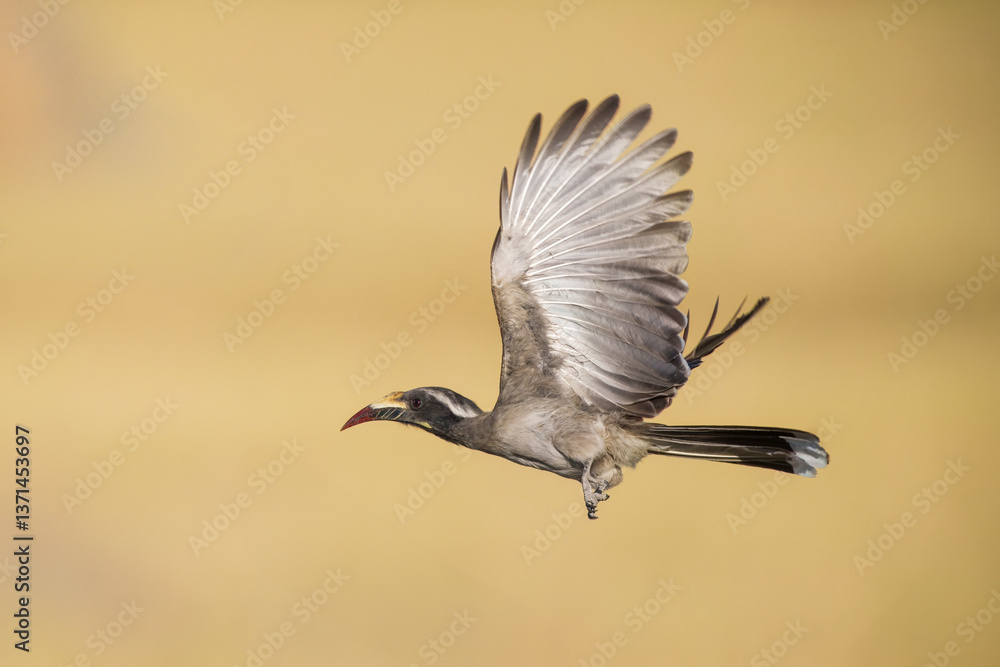 Obraz premium Flying African grey hornbill (Lophoceros nasutus) is a member of the hornbill family of mainly tropical near-passerine birds found in the Old World.