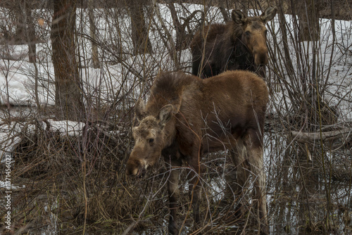 Wallpaper Mural Two moose seen in the forest eating on willows seen in Steamboat Springs Colorado Torontodigital.ca