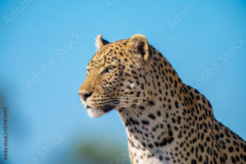 Canvas Print Africa wildlife