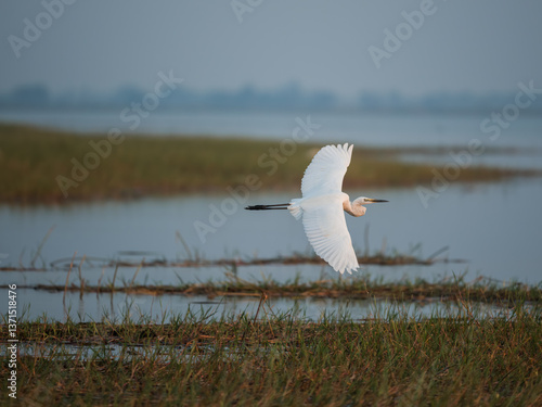 seagull on the lake