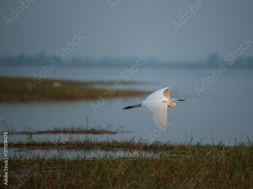 seagulls on the lake