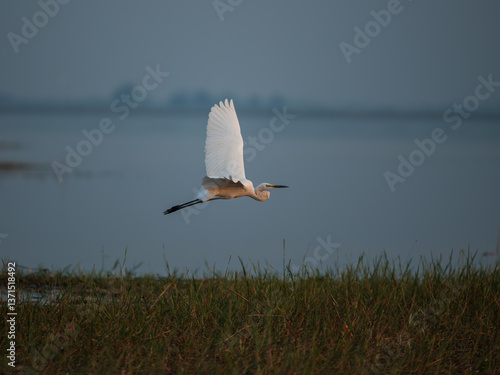heron on the lake