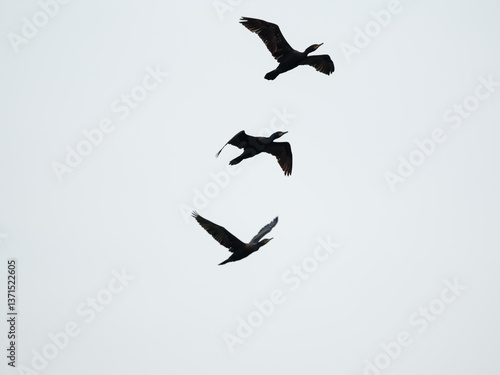 birds in the sky