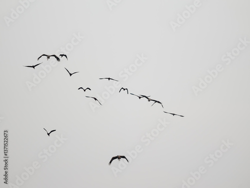 birds in flight