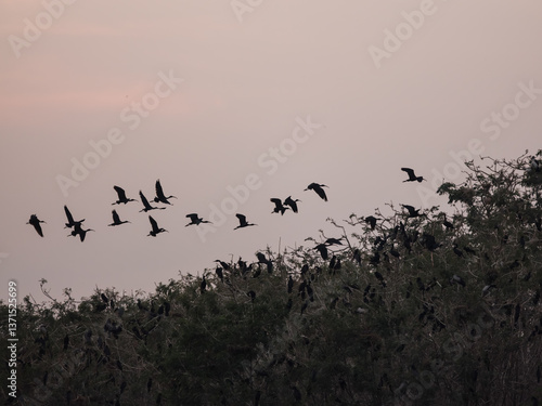 flock of birds
