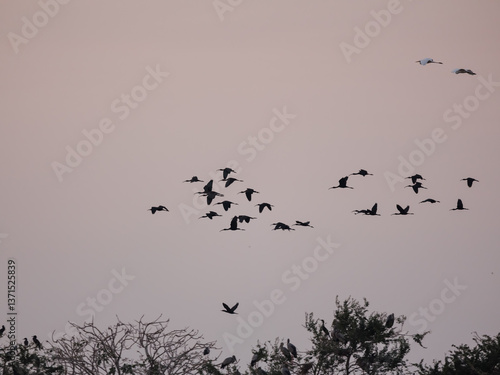flock of birds